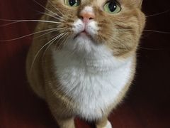 -纳吉亚猫专科动物医院博雅分院