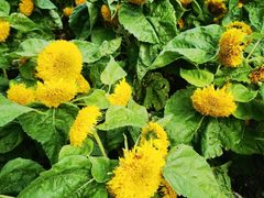 -三圣花乡旅游区