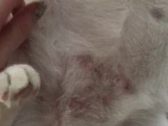 -暖阳宠物医院·犬猫康复中心·骨科