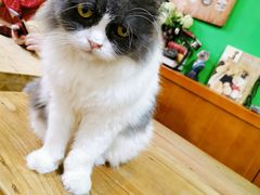 -李小姐の猫咖啡馆(五角场店)