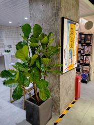 点击看大图 -AYO SALON
