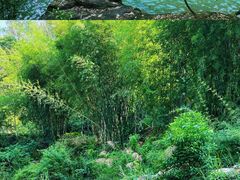 -广州白江湖森林公园