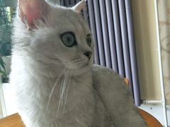 -青春加萌照相馆