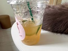 -楼上猫咖(罗湖店)