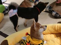 -逗柴咖啡屋·狗咖猫咖宠物桌游