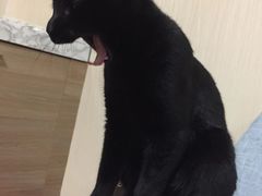 -PETKIT 小佩宠物·低压洗护·美容·寄养(安远店)