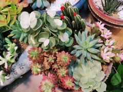 -双季花艺园艺市场(浦东店)