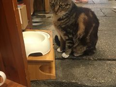 -猫的天空之城概念书店(苏州平江店)