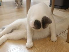 -猫咪派对(江南西店)