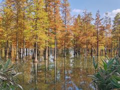 -白鹭湾湿地公园