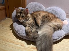 -Sweet cat·星愿猫咖(国贸大厦店)