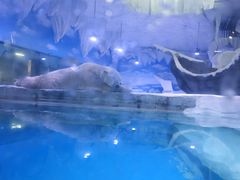 -芜湖新华联大白鲸海洋公园