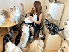 -有喵·猫咖·狗咖·30几只猫10只小狗(岗厦店)