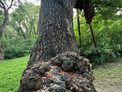 -北陵公园
