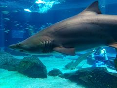 -海合安成都极地海洋公园