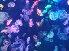 -烟台海昌鲸鲨海洋公园