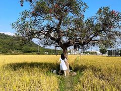 -艾米稻香小镇