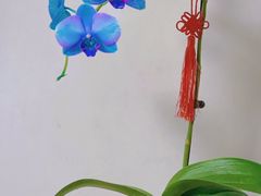 -龙大花卉苗木市场