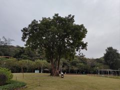 -野狸岛