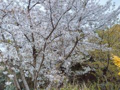 -碧云国际社区·晓园