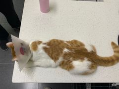 -达爱动物医院·犬猫分区·CT·复杂眼科(远洋山水分院)