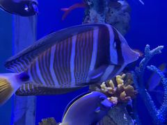 -上海海昌海洋公园