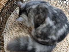 -飞行喵MR PILOT|猫舍·猫咖(静安大融城店)