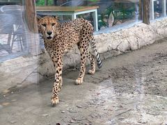 -上海野生动物园
