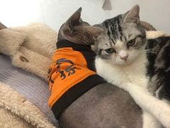-共舞时光猫咖·狗咖(新街口店)
