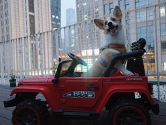 -百好乐宠物友好餐厅(朝外大街店)