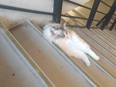 -白兔子密室(长寿路店)