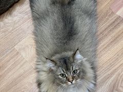 -COLOR PETS 撸猫馆·购猫·猫咖(长风大悦城店)