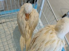 -怪兽屋·羊驼·猫咖·狗咖(俊华广场店)