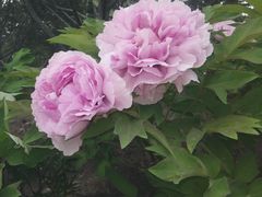 -莲花池公园