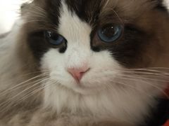 -喵喵咪呀布偶猫咖(春熙路店)