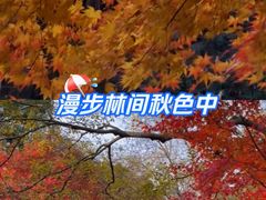 -秋霞圃