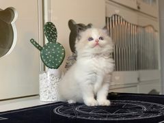 -喵zoo家庭繁育猫舍(尖东智能花园店)