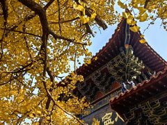 -遵化市禅林寺古银杏风景园