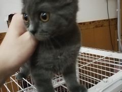 -关爱宠物医院·猫科中心·消化科(滨湖万达分院)