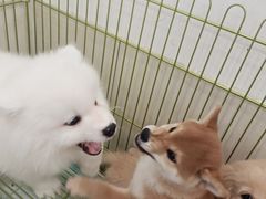 -Let's go狗咖·猫咖·奶狗·桌游(春熙路IFS店)