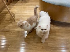 -滚猫咖啡·猫咖·猫友好撸猫(未来城店)