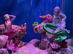 -上海海昌海洋公园