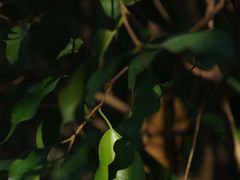 -金花茶公园