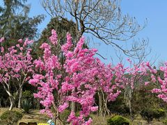 -深圳东部华侨城茵特拉根酒店