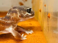 -酷以爬仙阁实体爬宠店·守宫·蜥蜴·专业繁育