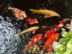 -鲤院·新中式美学·庭院餐厅(夫子庙店)