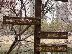 -桃花堤公园
