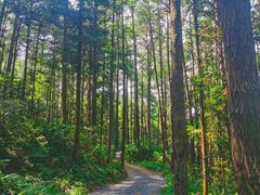 -重庆睡佛山森林公园