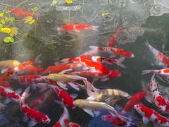 -韬光茶庵