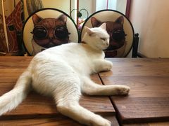 -李小姐の猫咖啡馆(五角场店)